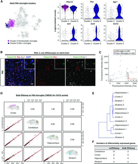 Limited Transcriptomic Heterogeneity Of Adult Homeostatic Microglia