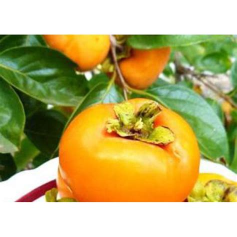 Саженцы Хурма Яблочная купить в Крыму