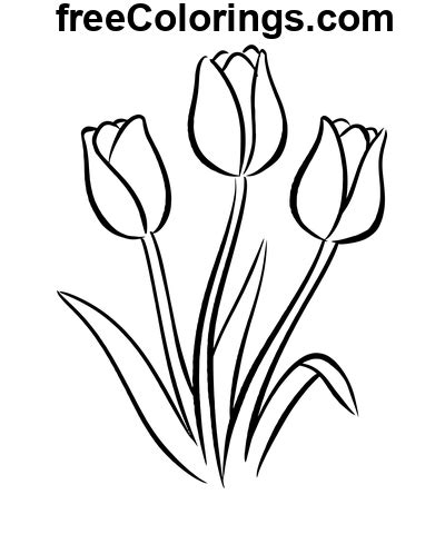 Dessin Au Trait Dart Tulipes Fleurs Coloriages Gratuits Imprimer