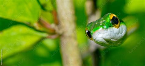 Parrot Snake Satiny Parrot Snake Leptophis Depressirostris Tropical