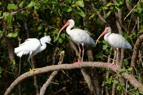 Best Of Costa Rica Tour Report Birdquest