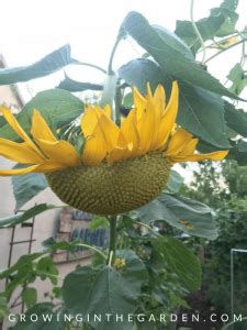 How To Grow Harvest And Roast Edible Sunflower Seeds Growing In The