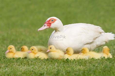 Familia De Pato Hembra Pato Pato Foto Descarga Gratuita Hd Imagen De