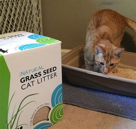 My First Experience With Grass Seed Cat Litter Saving Toward A Better Life Saving Toward A