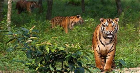 The Largest Mangrove Forest Sundarban And Dhaka City Tour