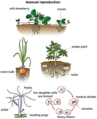 Asexual Reproduction Science Edus Note