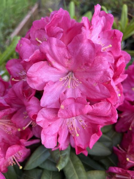 Rhododendron Summer Glow Rhododendrons Hybrids Species