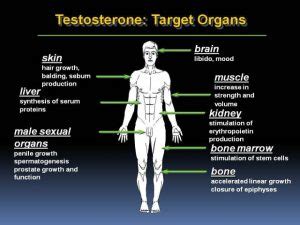 Testosterone Side Effects - Treatment, Prevention, Abuse - Steroidal