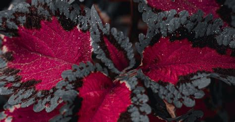 Photo of an Ornamental Plant with Red leaves · Free Stock Photo