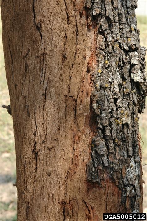 Hypoxylon Canker Of Oak Biscogniauxia Atropunctata Atropunctata