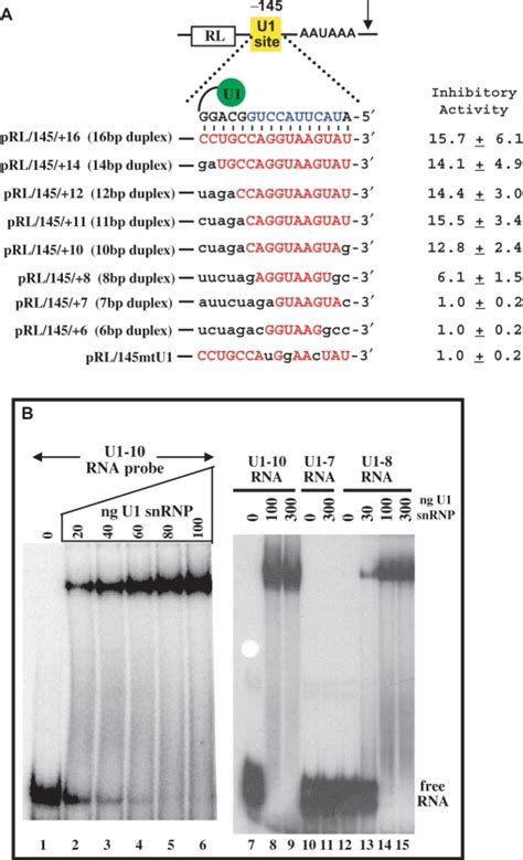 Effect of U1-binding site:U1 snRNA duplex length on inhibition. (A ...