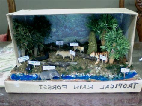 Rainforest Project- Diorama examples/how-to - Class 406!