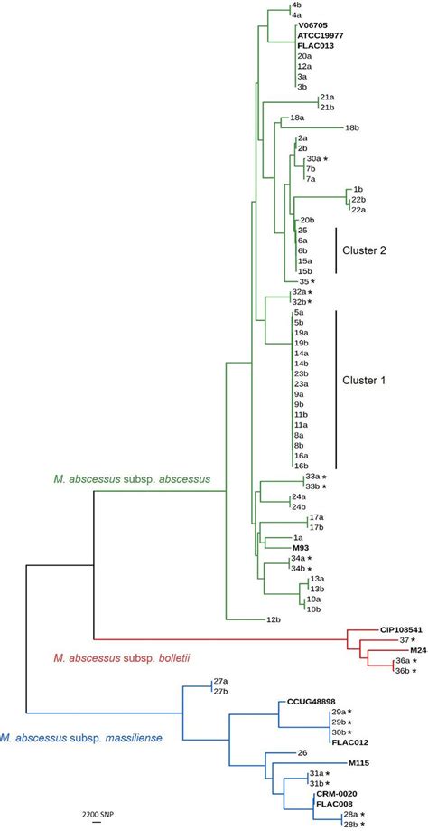 Maximum Likelihood Tree Of Mycobacterium Abscessus Complex A Maximum Download Scientific