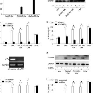 Role Of RhoA Rho Kinase Dependent Pathway In The LPA Induced Expression