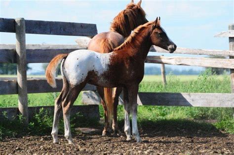 Appaloosa/Arabian cross - Page 2 | Appaloosa, Arabians, Horses