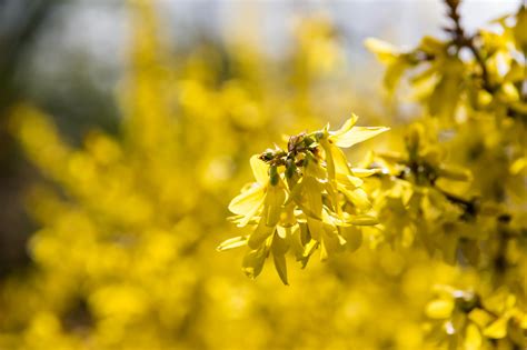 Wallpaper Sunlight Garden Nature Park Branch Green Yellow