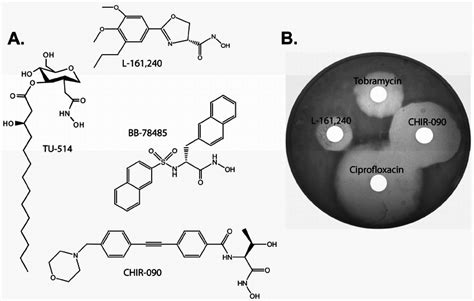 The Chemical Structures And Antibiotic Properties Of LpxC Inhibitors