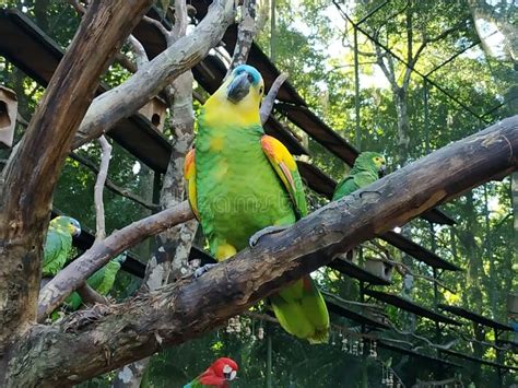 Green and yellow Macaw stock photo. Image of bird, macaw - 147944862