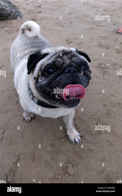 Pug Mops Dog Stock Photo Alamy