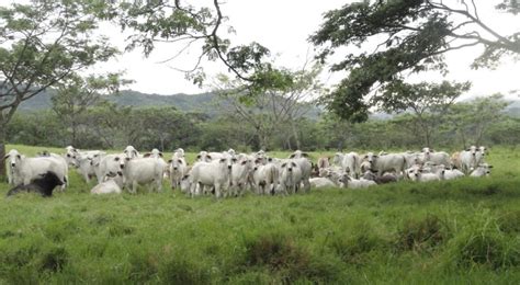 Colombia y la exportación de carne Infortambo Andina