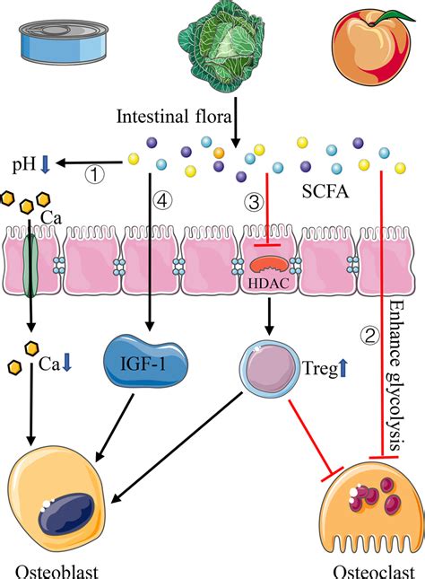 Pathways Of Igf Affecting Bone Homeostasis Igf Acts Directly