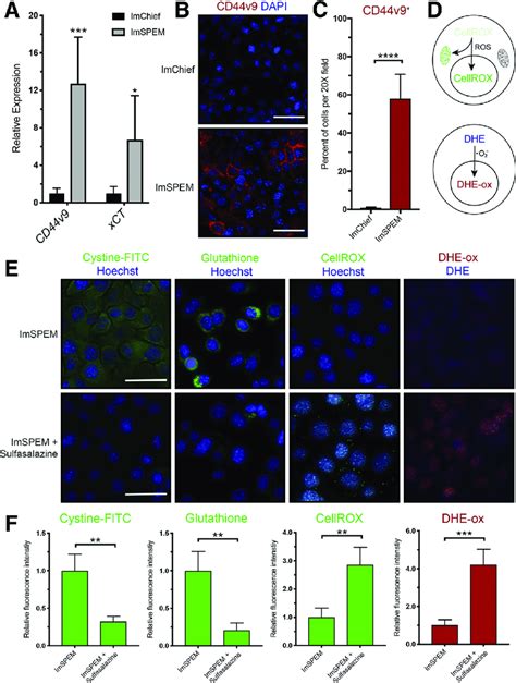 Inhibition Of XCT With Sulfasalazine Blocks Cystine Uptake And ROS