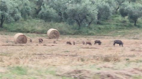 Arpino Cinghiali Al Pascolo A San Sosio Tg Info