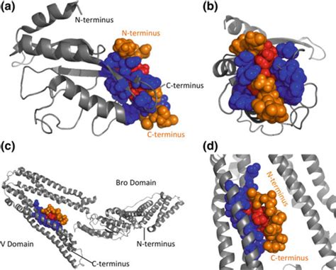 Late Domain Peptide Binding To Escrt Proteins A Tsg Ubiquitin E