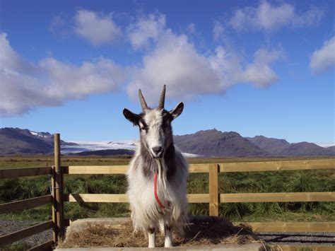 Domestic Animals in Iceland - NAT