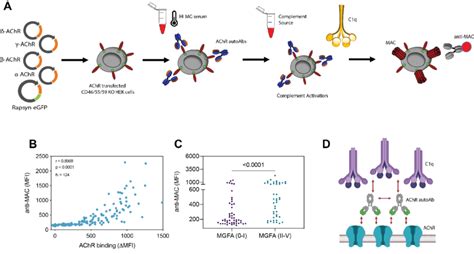 Heterogeneity In Autoantibody Mediated Complement Activity A Schematic