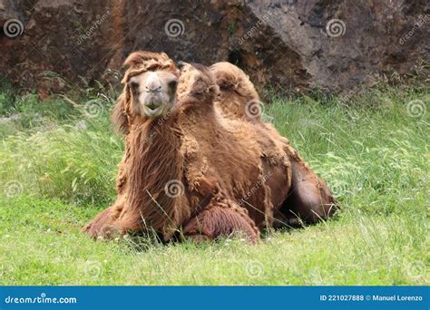 Beautiful Camel Great Animal with Special Desert Hump Stock Photo ...