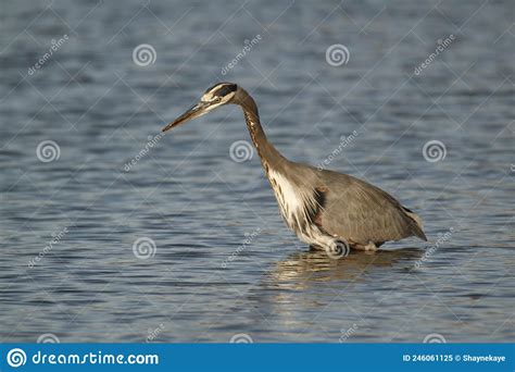 Una Gran Garza Azul Parado En El Agua Y Cazando Imagen De Archivo