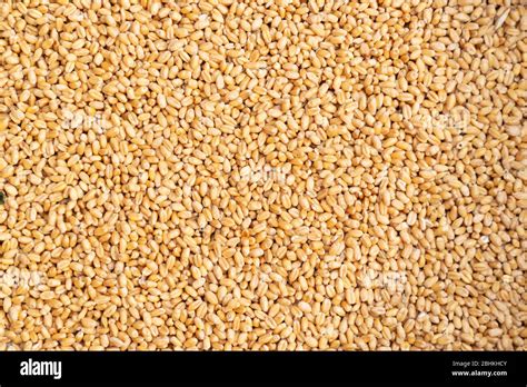 Wheat Grains Close Up Stock Photo Alamy