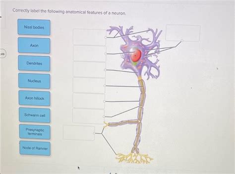 Solved 49 Correctly Label The Following Anatomical Features