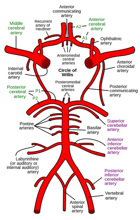 Anterior choroidal artery - Wikiwand