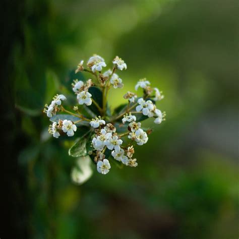 Dwarf Viburnum Charleston Parks Conservancy