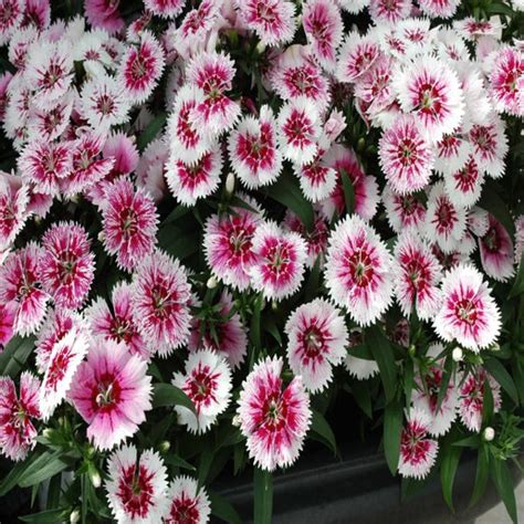 Dianthus Chinensis X Barbatus Ideal Select Whitefire Sw Siteone