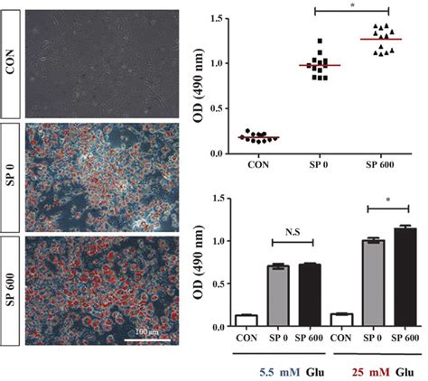 Effect Of Sp On Lipid Accumulation In The 3t3 L1 Adipocytes A And B