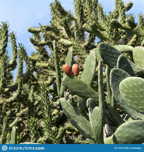 Hojas De Cactus De Opuntia Y Fruta Imagen De Archivo Imagen De Cacto