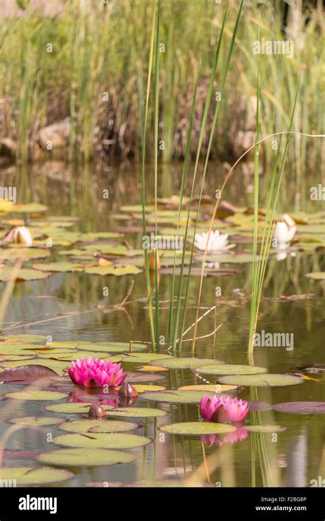 Garden Pond With Pink Water Lilies Stock Photo Alamy