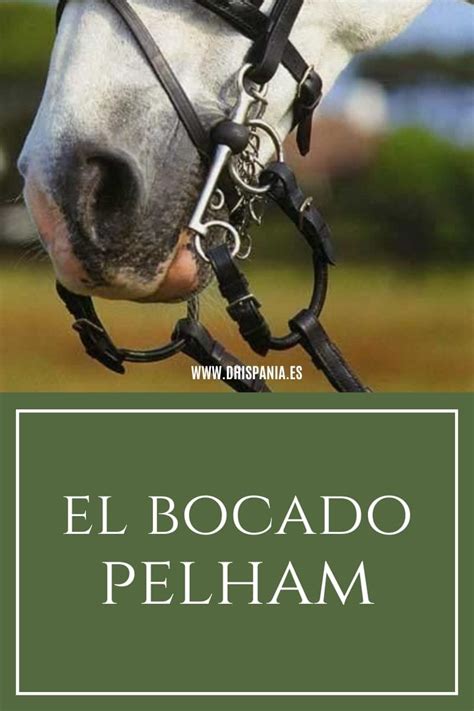 Blog El Bocado Pelham Tienda Hípica D Hispania