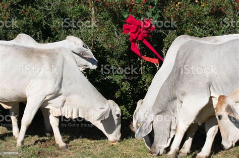 Brahma Cow Herd Stock Photo - Download Image Now - Agriculture, Animal ...