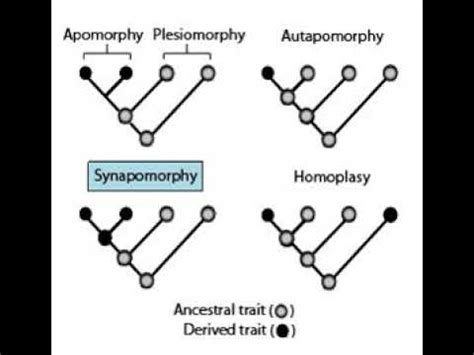 ความแตกต่างระหว่าง Synapomorphy และ Symplesiomorphy | เปรียบเทียบความ ...