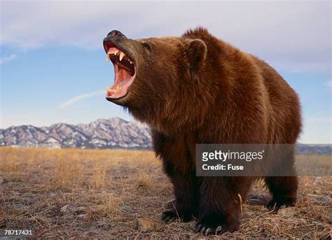 114 Grizzly Bear Roar Stock Photos High Res Pictures And Images