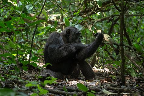 Planning A Last Minute Uganda Gorilla And Chimp Habituation Safari From