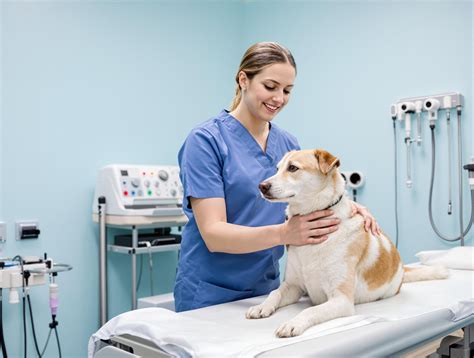 pet insurance vet visits