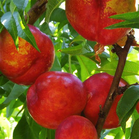 Prunus Persica Fantasia Pecher Fantasia Pépinières Français