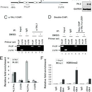 Tal Associates With Lsd Complex In Erythroid And T Cell Leukemia