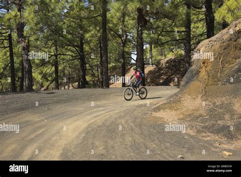 Tree Shadow In Forests High Resolution Stock Photography And Images Alamy