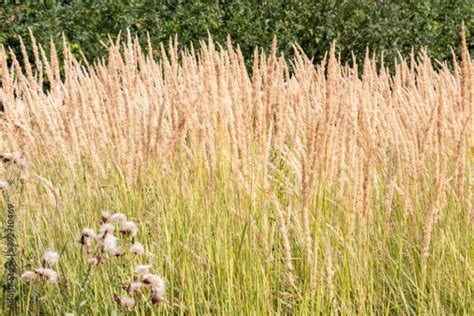 Trzcinnik Ostrokwiatowy Calamagrostis Acutiflora